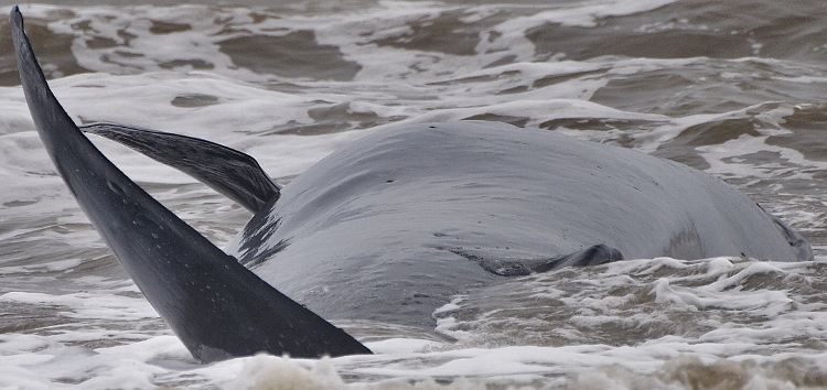 beached whale